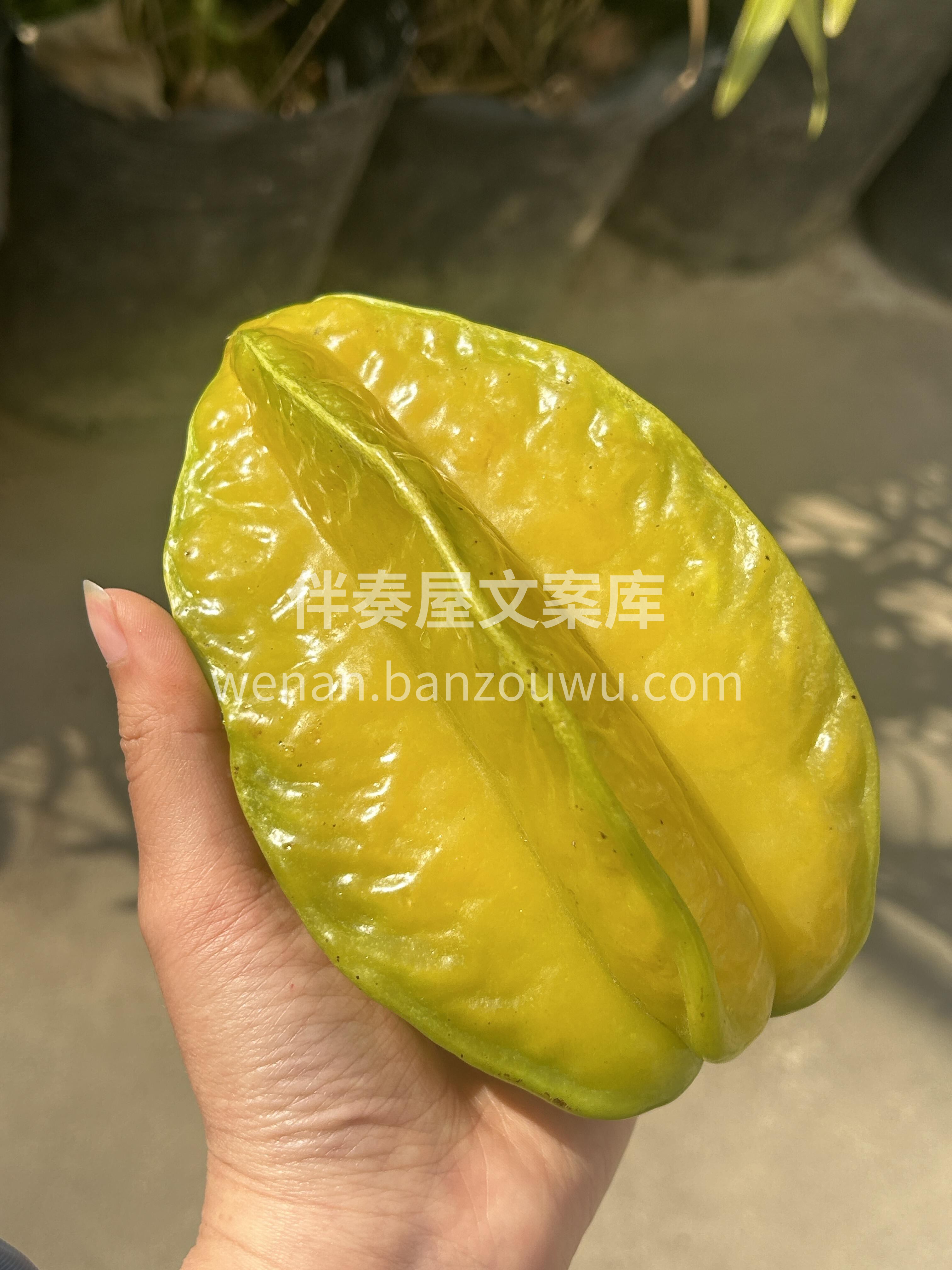🥰小甜星杨桃到货啦🎉 树上熟的黄金蜜，有 配图3