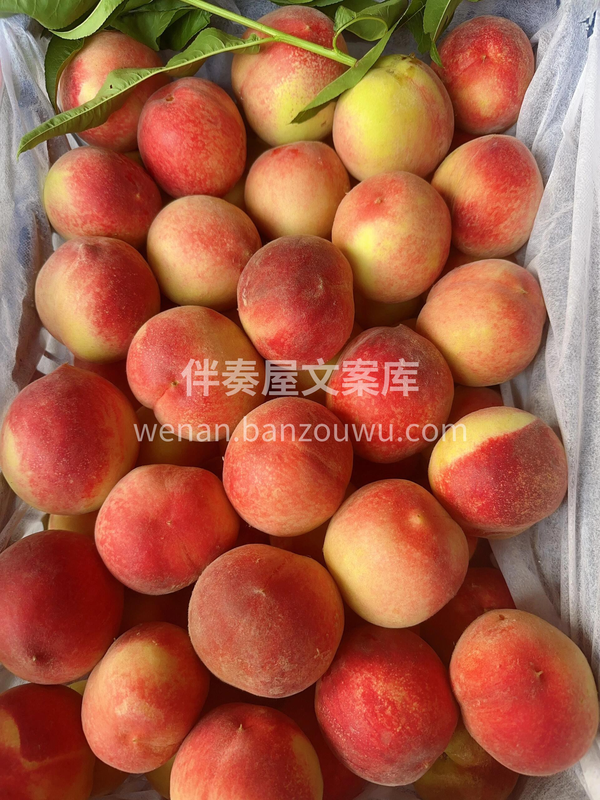🍑每一颗都是人工甄选品质大果突围毛桃个头 配图2