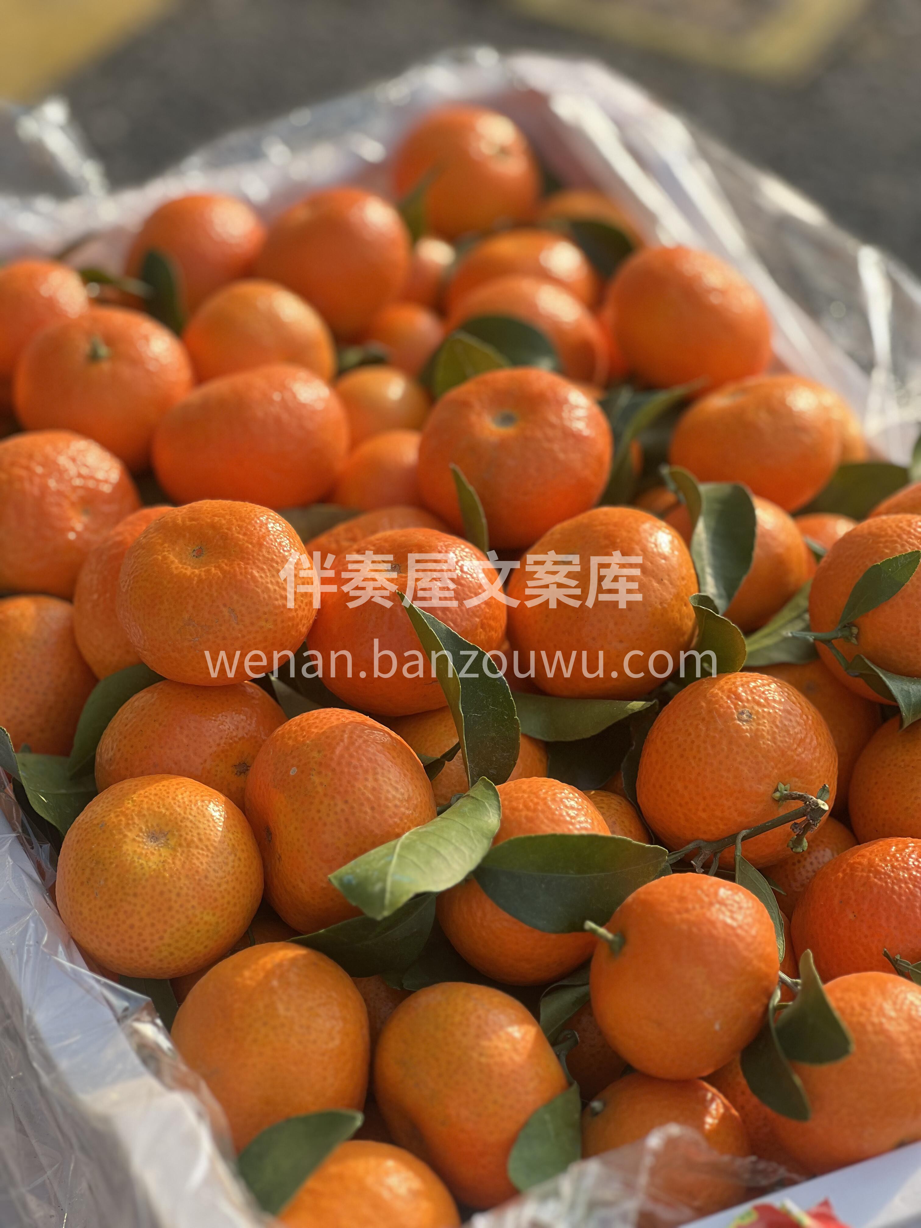 今日维C补给✅ 砂糖橘自由的快乐谁懂啊！ 配图2