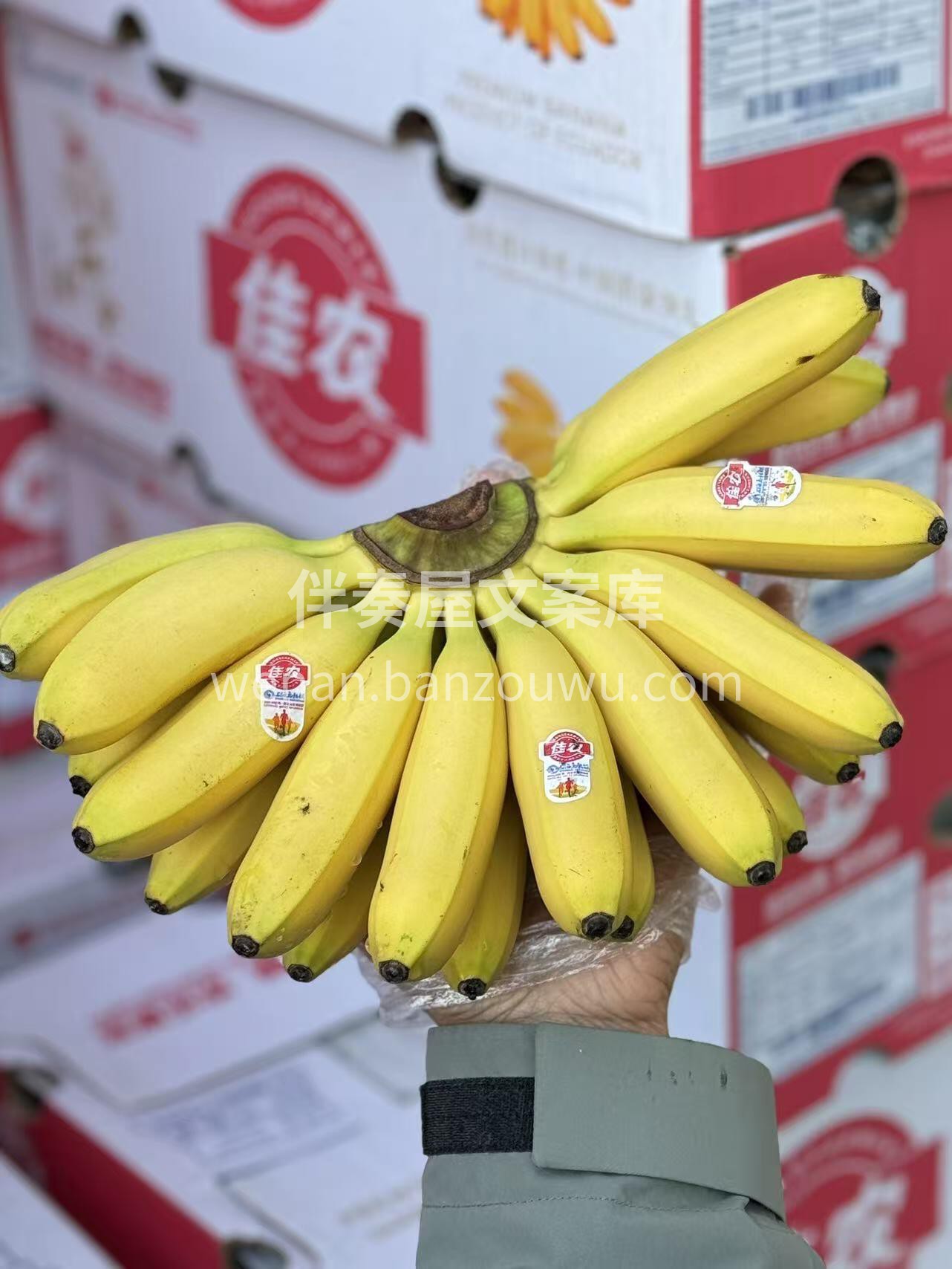 🍌 小芭蕉到货！🍌 个头小巧超可爱～一手 配图1