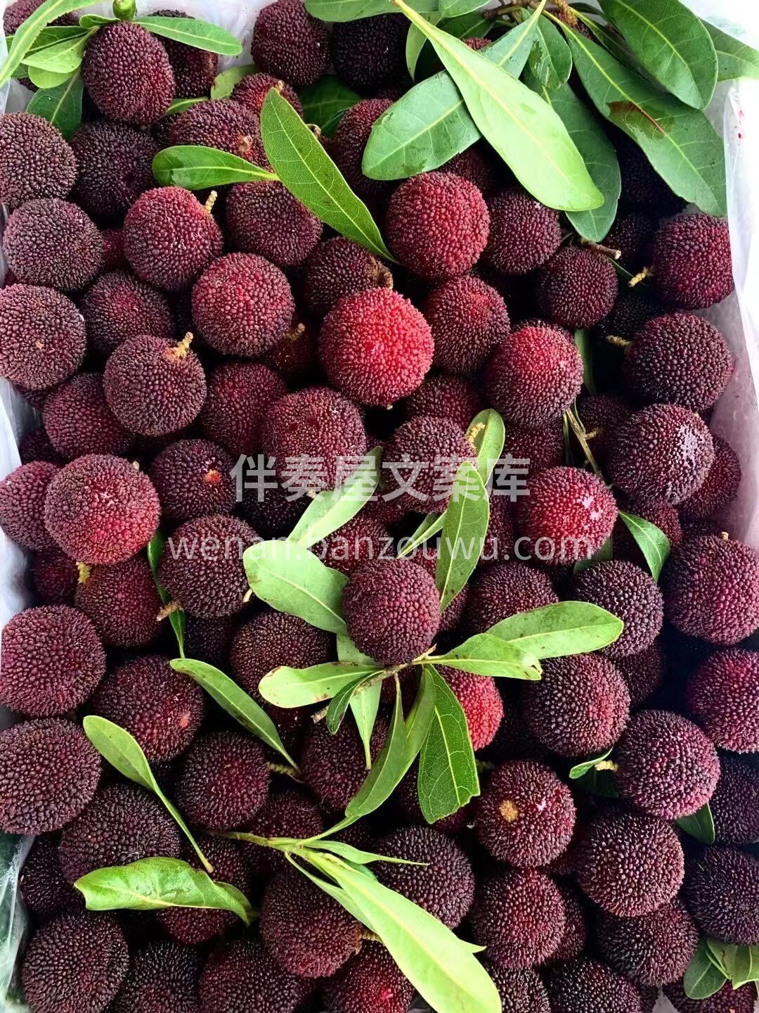 口水止住🤤🤤 大大的杨梅来啦💜 娇嫩饱满 配图1