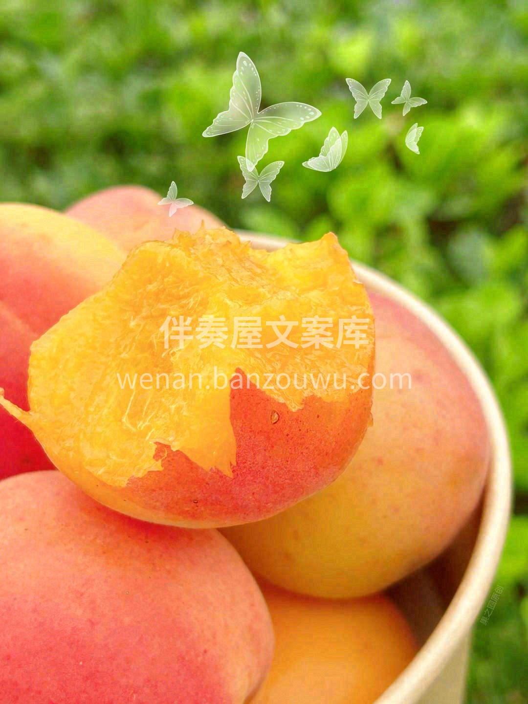 胭脂杏||春天最后的献礼💌 香味浓郁，杏 配图2