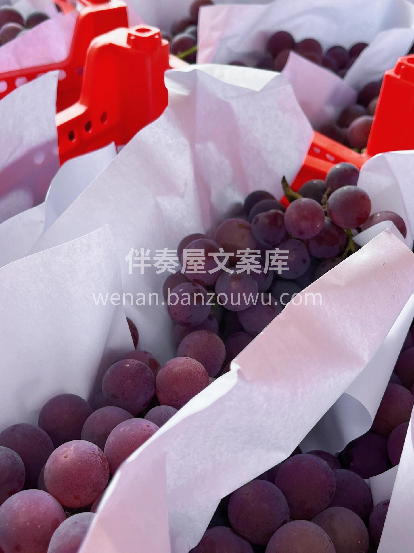 巨峰葡萄🍇 轻咬一口，汁水💦瞬时充盈于唇 配图2