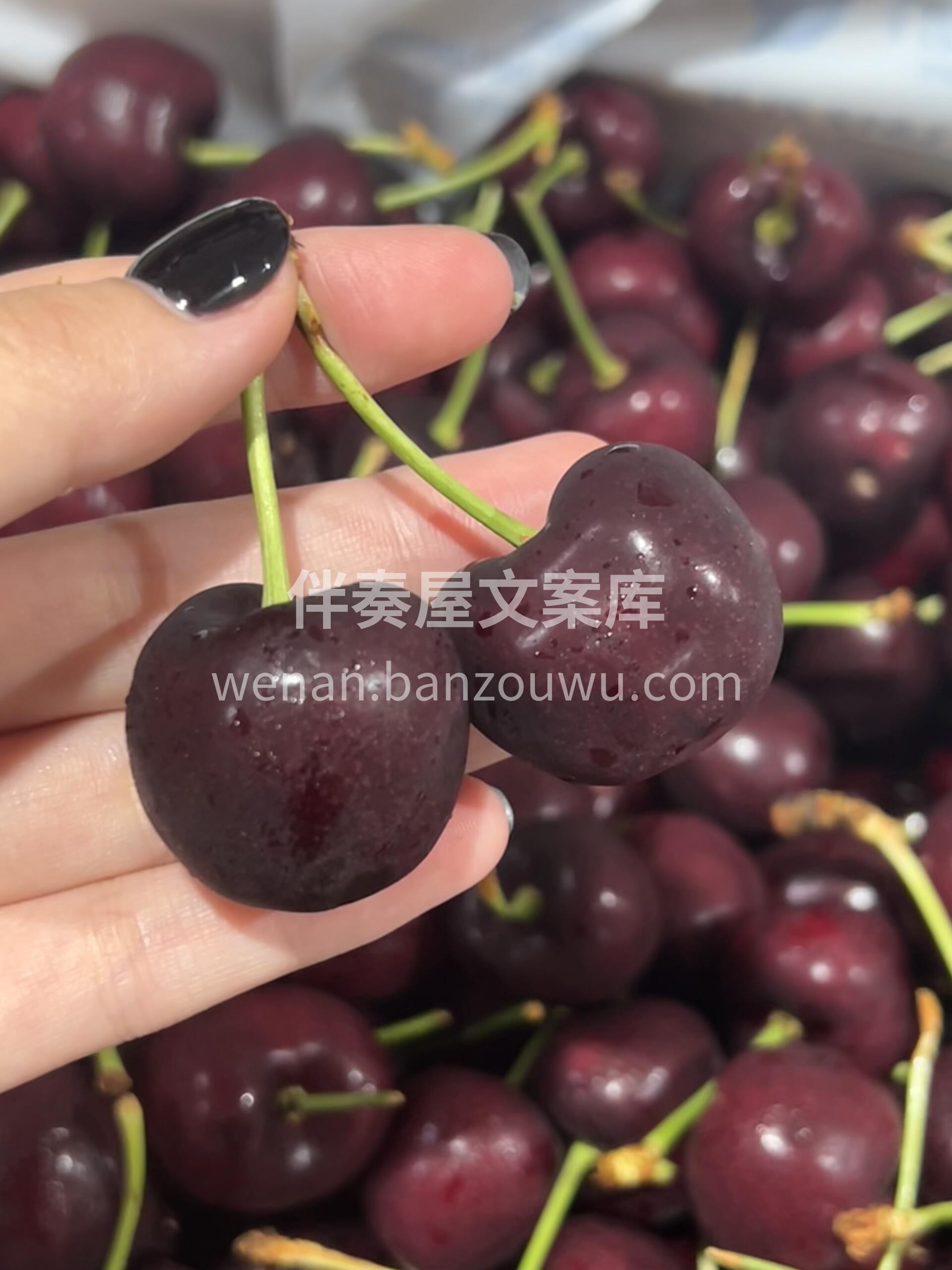 这样的车厘子🍒谁能不爱呢～舌尖的“脆甜小 配图1