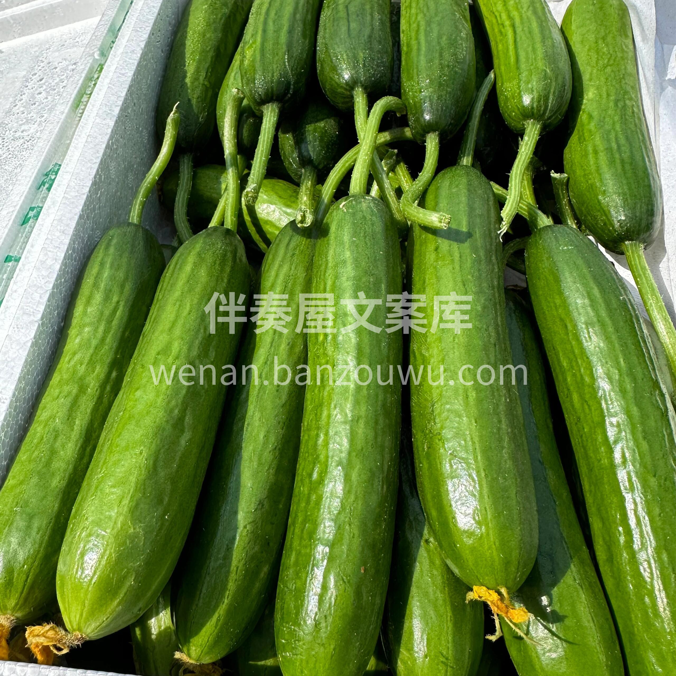 水果小黄瓜🥒水果黄瓜新鲜到店🥒 🍃咬下的 配图2