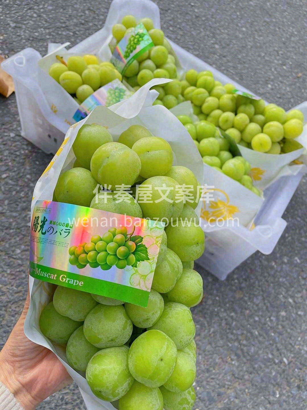 🍇所有写甜的文案～都不配不上它——特级阳 配图1