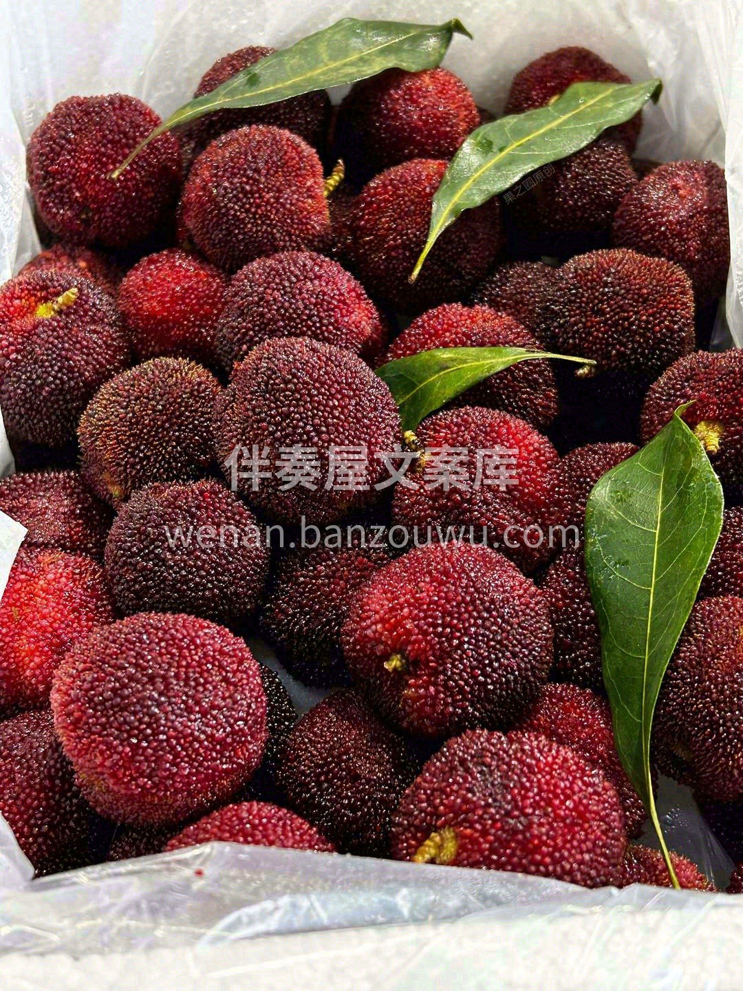 被誉为“果中玛瑙”💖 仲夏的这份甜蜜滋味 配图2