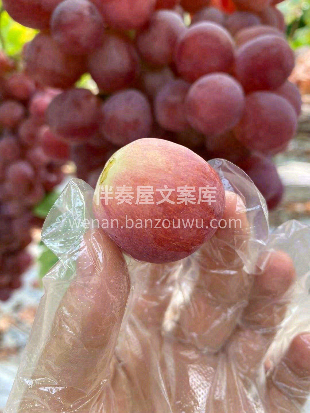 颗粒饱满，每一颗都透着新鲜气儿🌸 硬度非 配图2