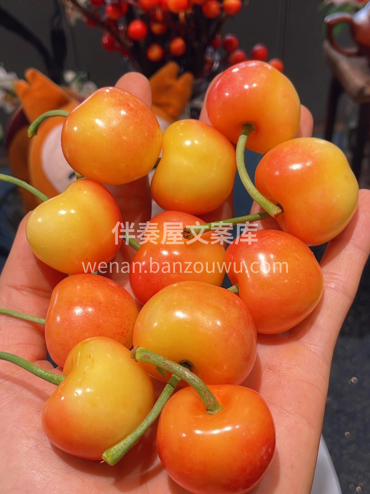 会“脸红”的樱桃，🍒表皮粉嫩得吹弹可破， 配图3