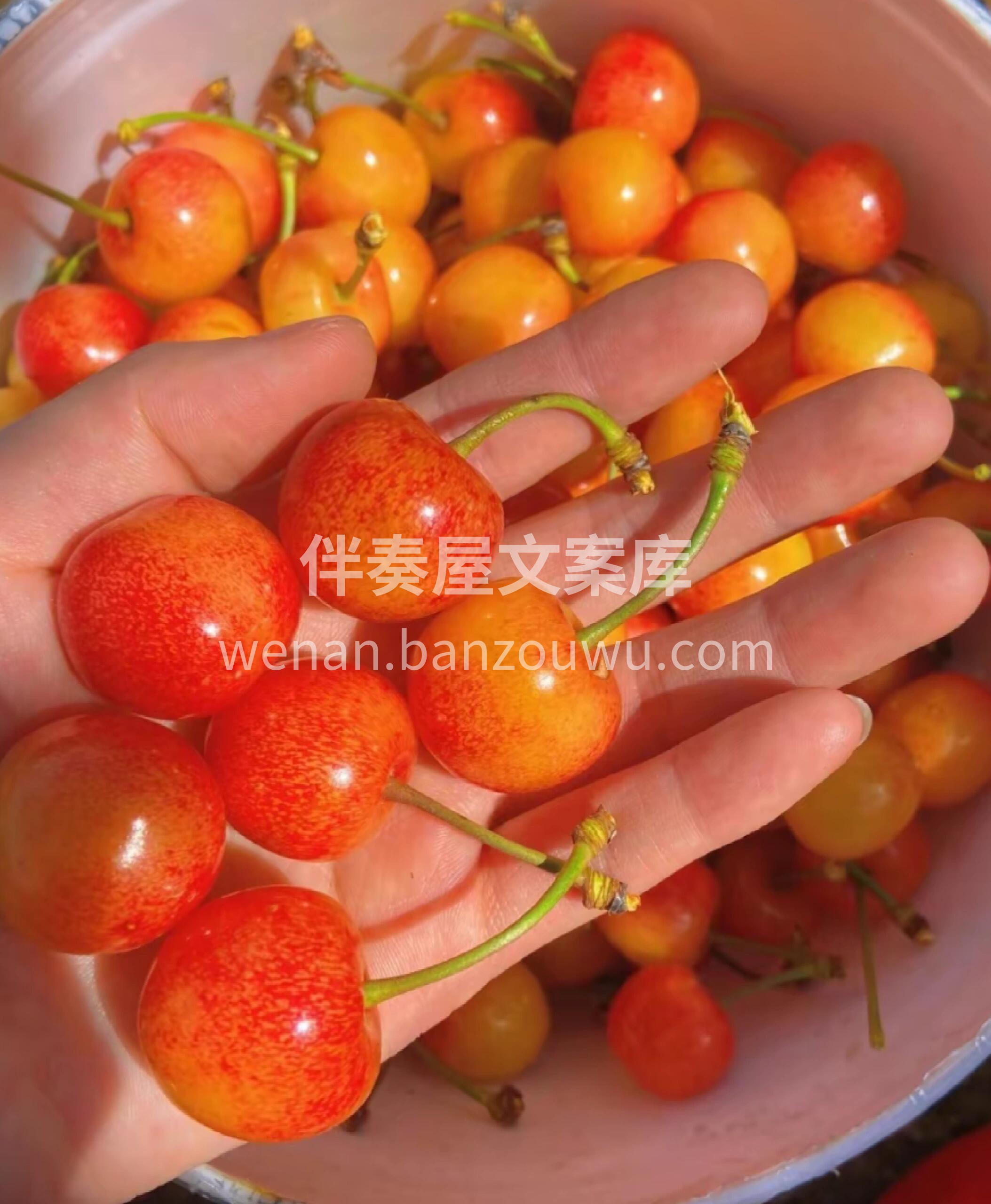 🍒水晶樱桃颜值很能打‼️ 透透亮亮看着就
