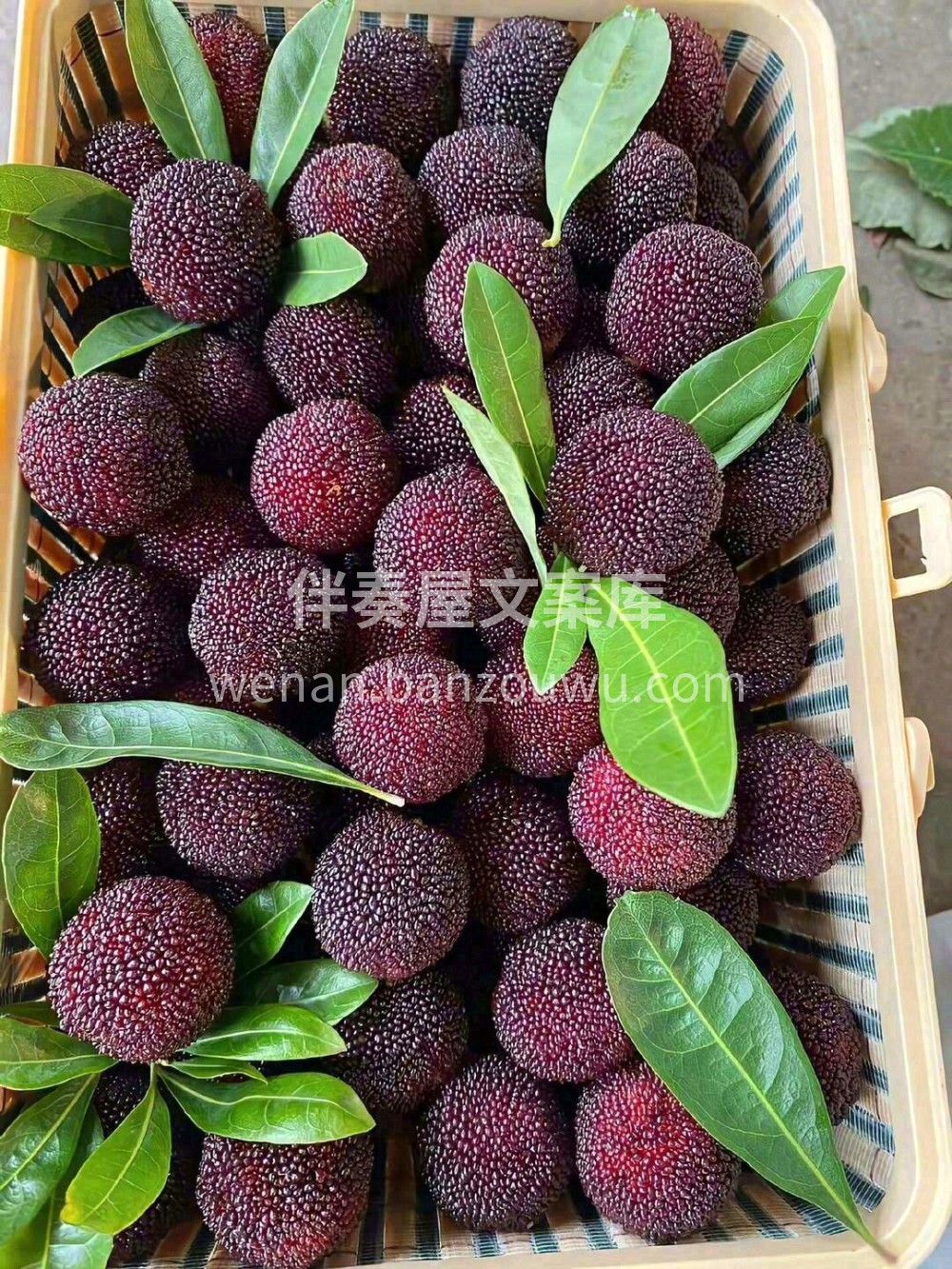 杨梅💚它带着一点微酸🌱，还有清爽的果味🌸 配图3