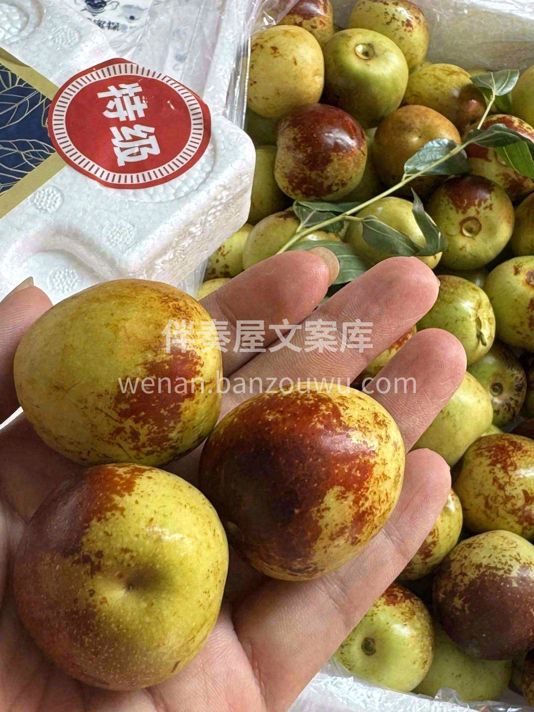 天天吃冬枣🥰，容颜不易老🌷 特级大荔冬枣 配图1