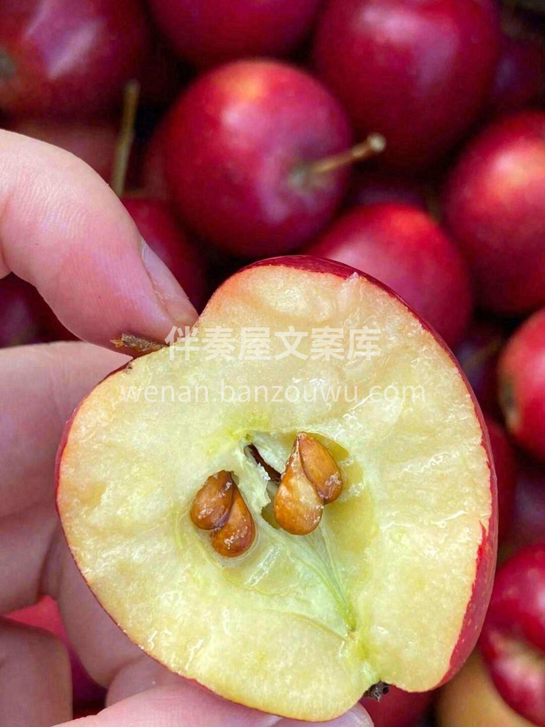 🍎火红的果子，油画般的色彩🎨 少见的肌理 配图1