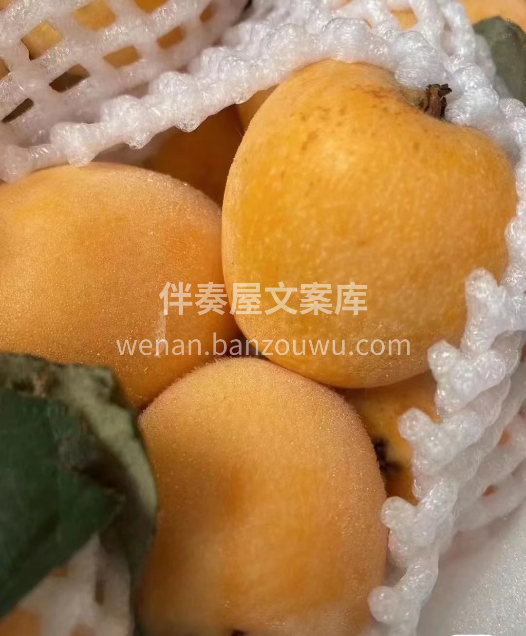 唤醒春天的味道? 五星枇杷来啦?，大自然 配图1