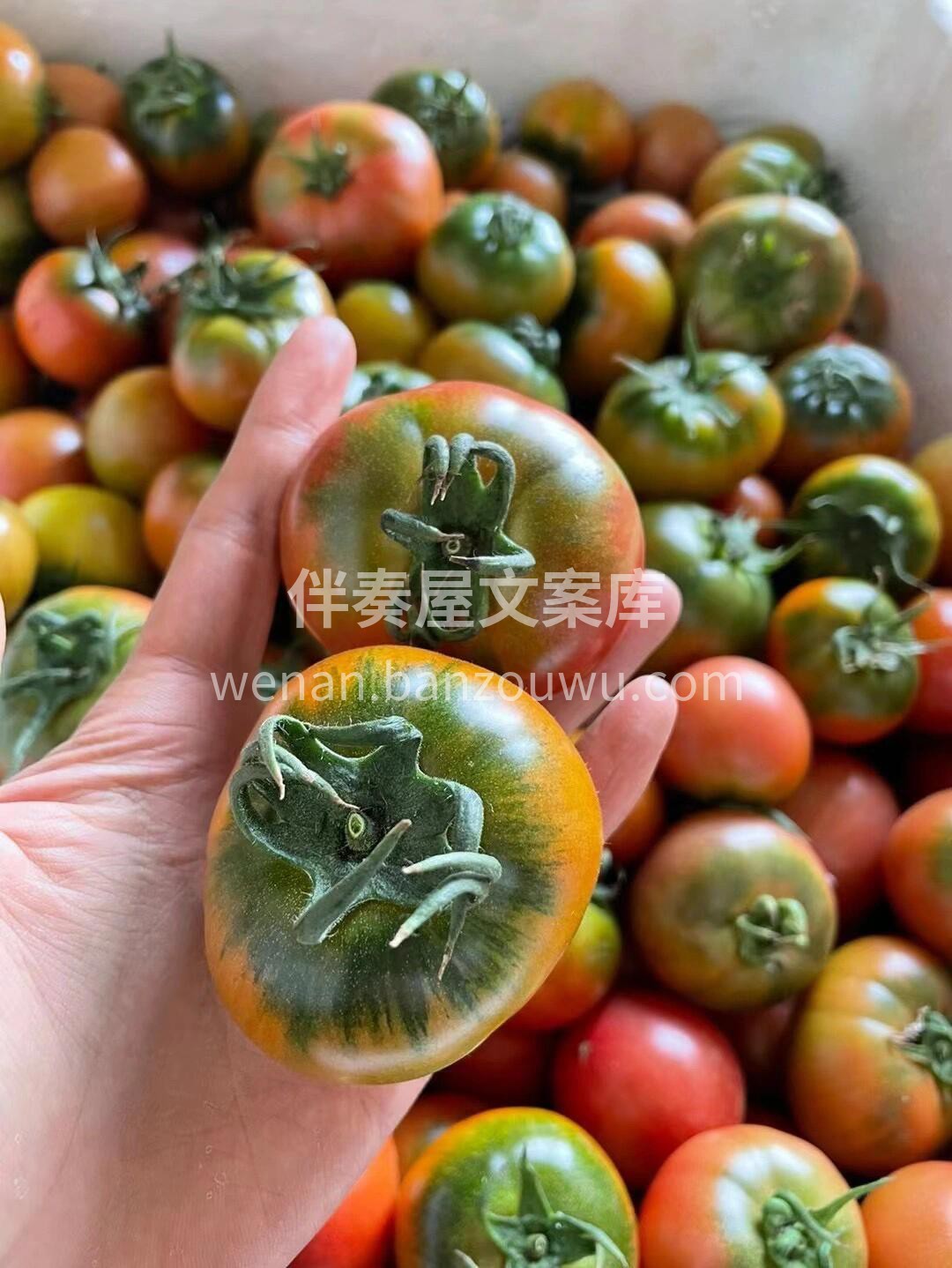 ❣️碱地番茄一口爆汁💦 喜欢吃的宝子，不 配图2