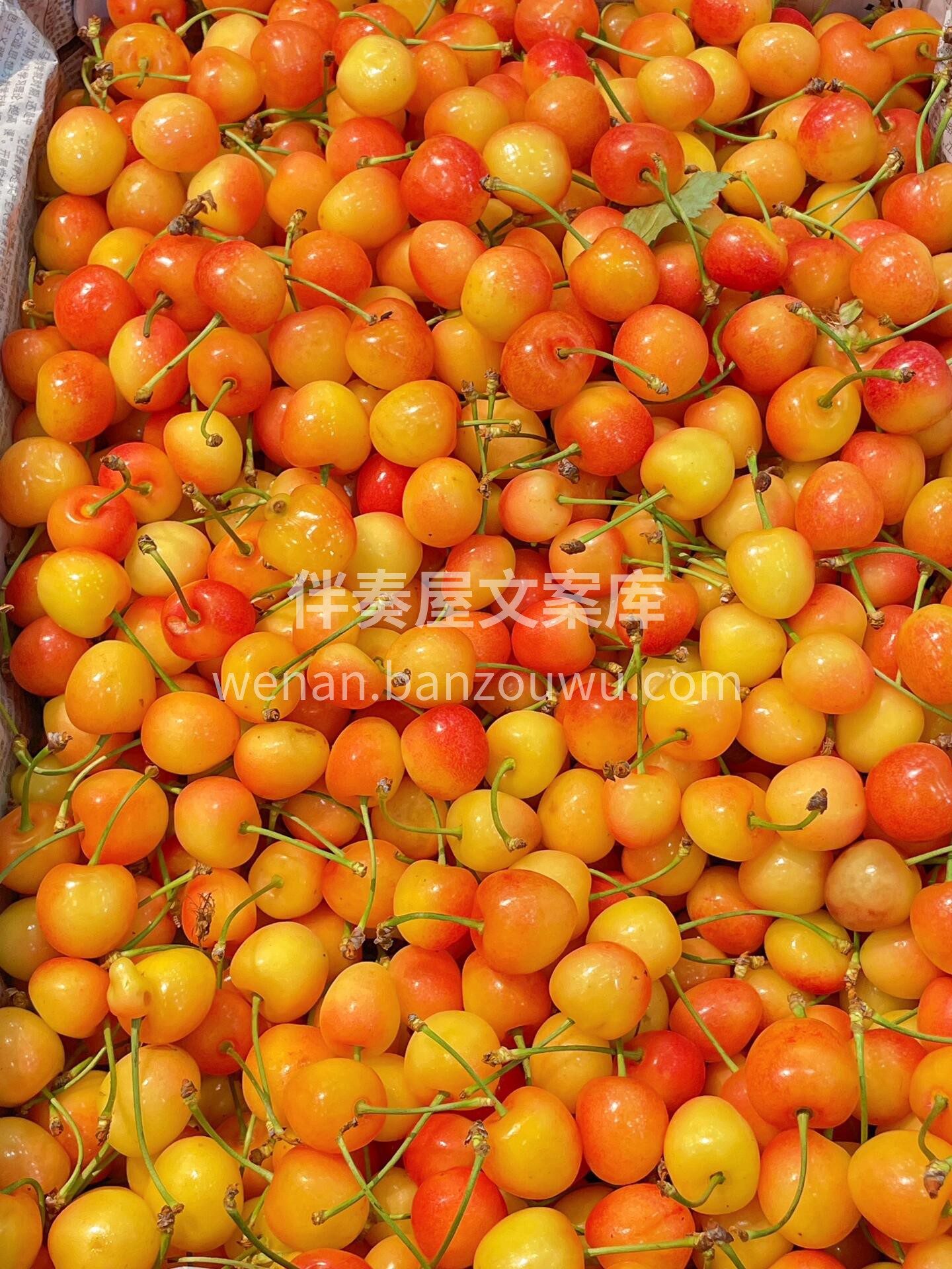 炎炎夏日🔅🔅，洗上一盘水晶樱桃🍒🍒 一口 配图3