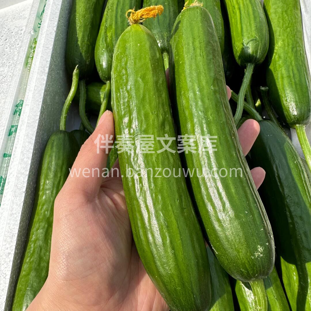 👍去火神器水果黄瓜新货到 ✅冬天上火来1 配图2