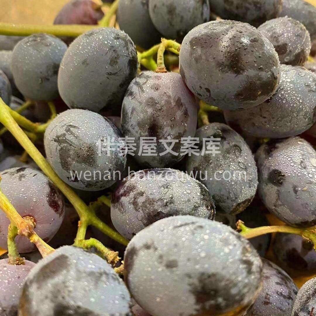 这个黑提🍇真的很好吃！快来买～ 脆甜口， 配图3