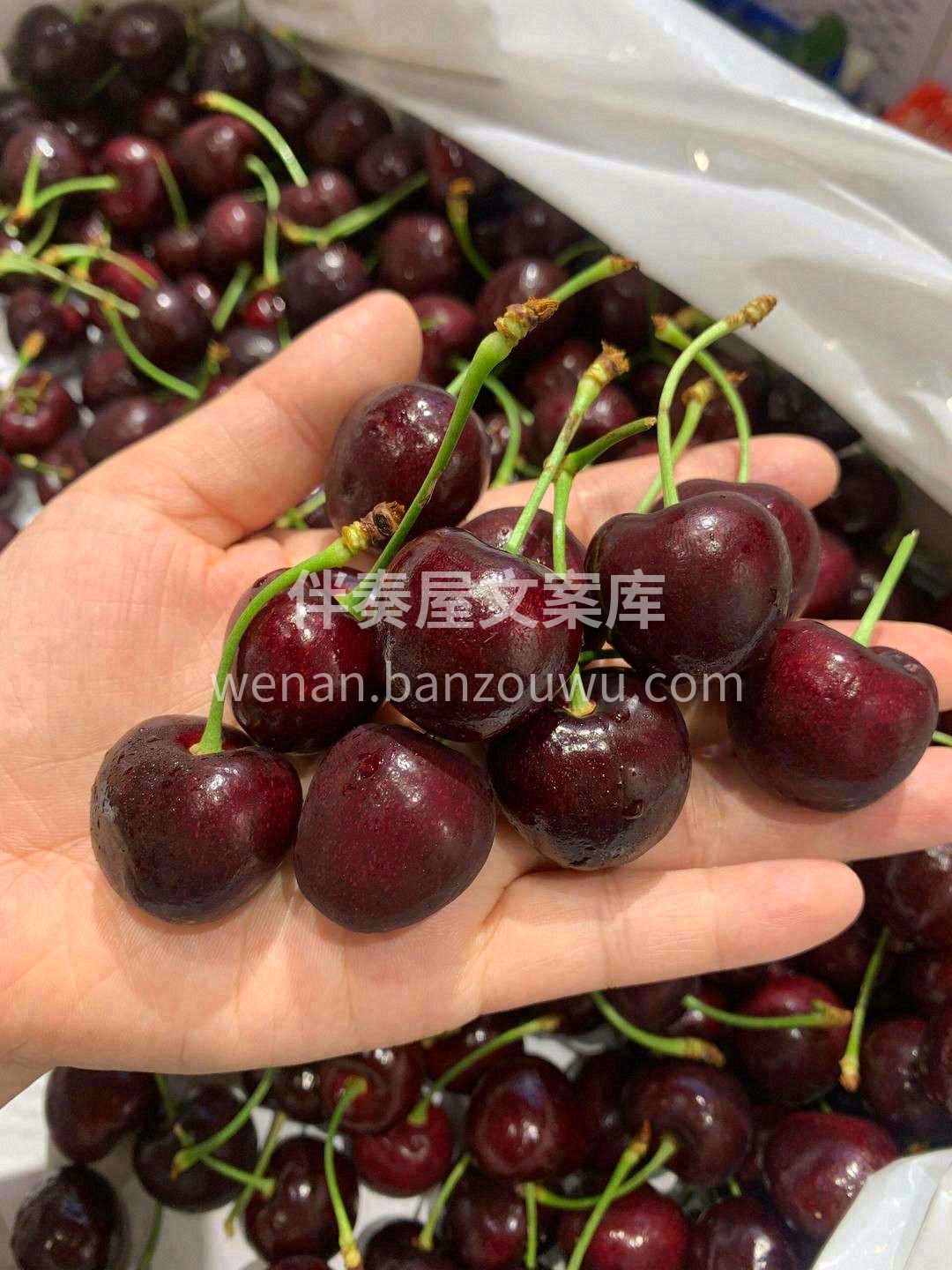 🍒在枝头冬眠了700小时的它⏰ 阳光雨露 配图1