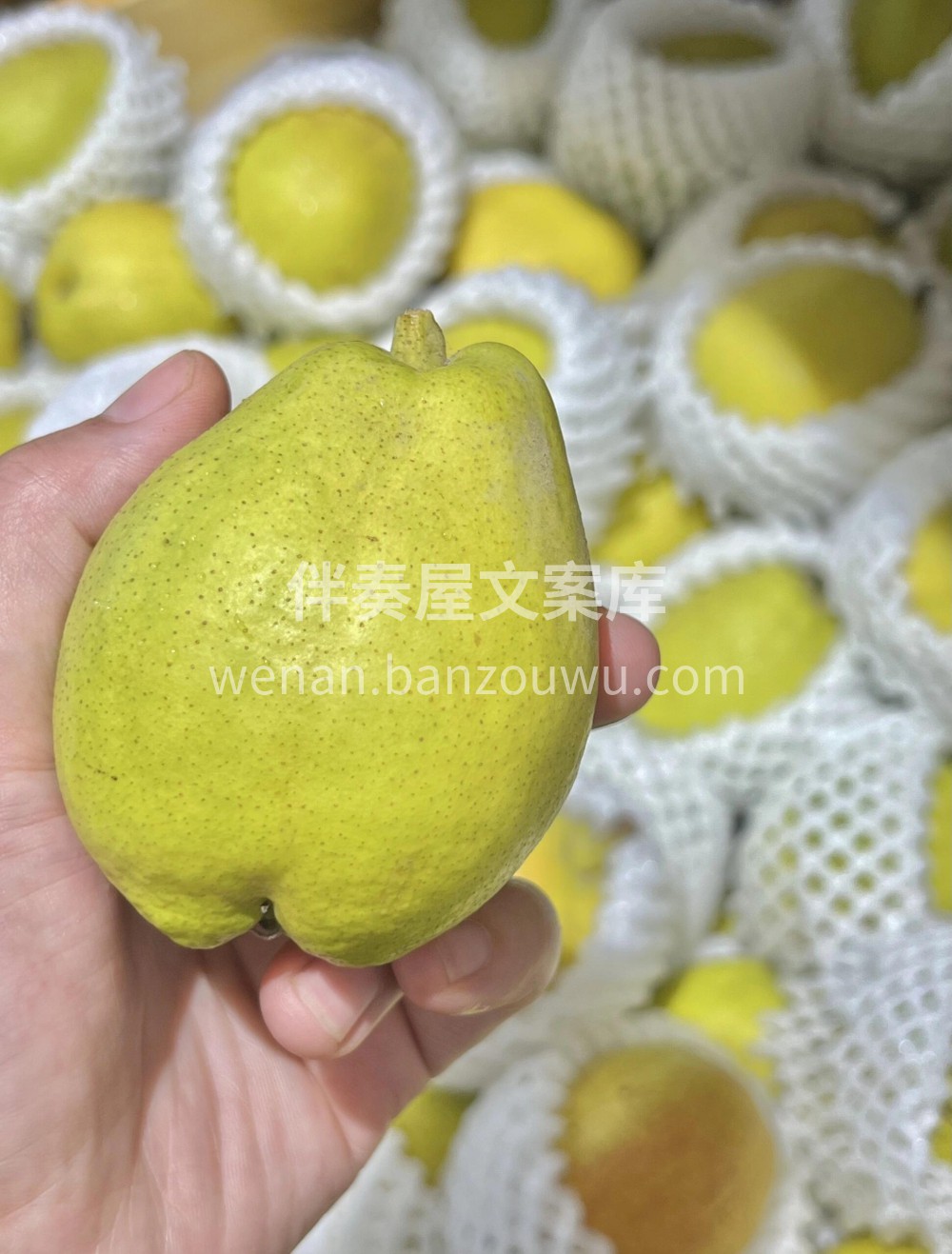 🍐​“一梨润三春”🌸​库尔勒香梨口感爽脆 配图3