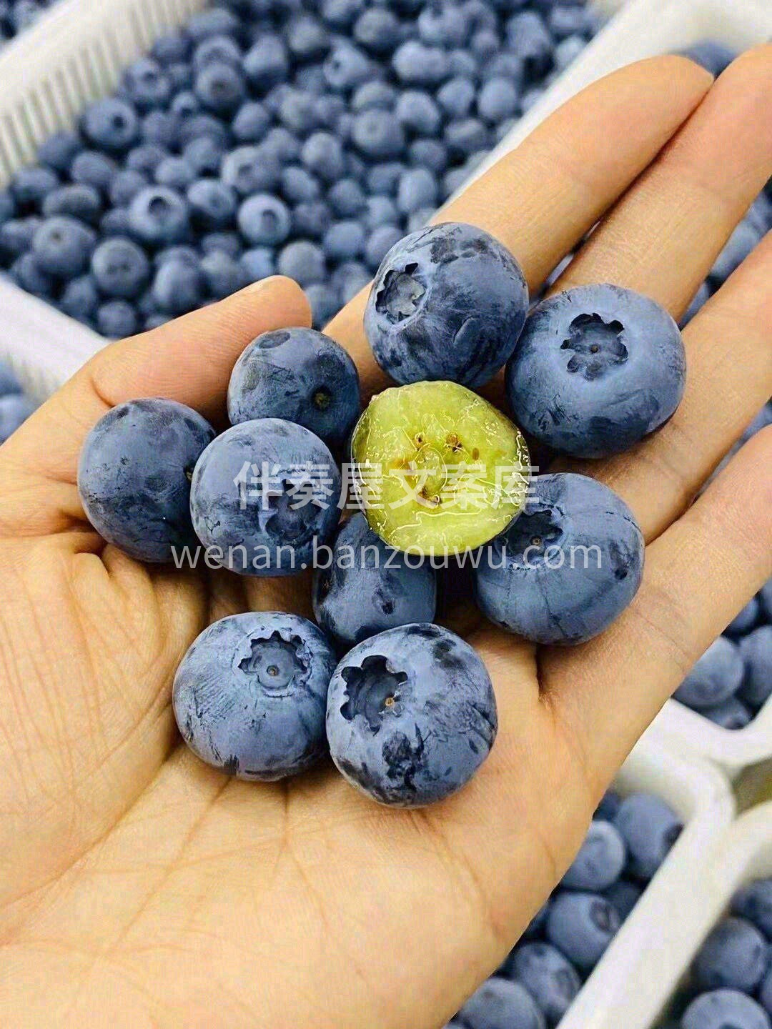一颗颗的蓝莓，沾上小小的水珠💦 轻咬下去 配图3