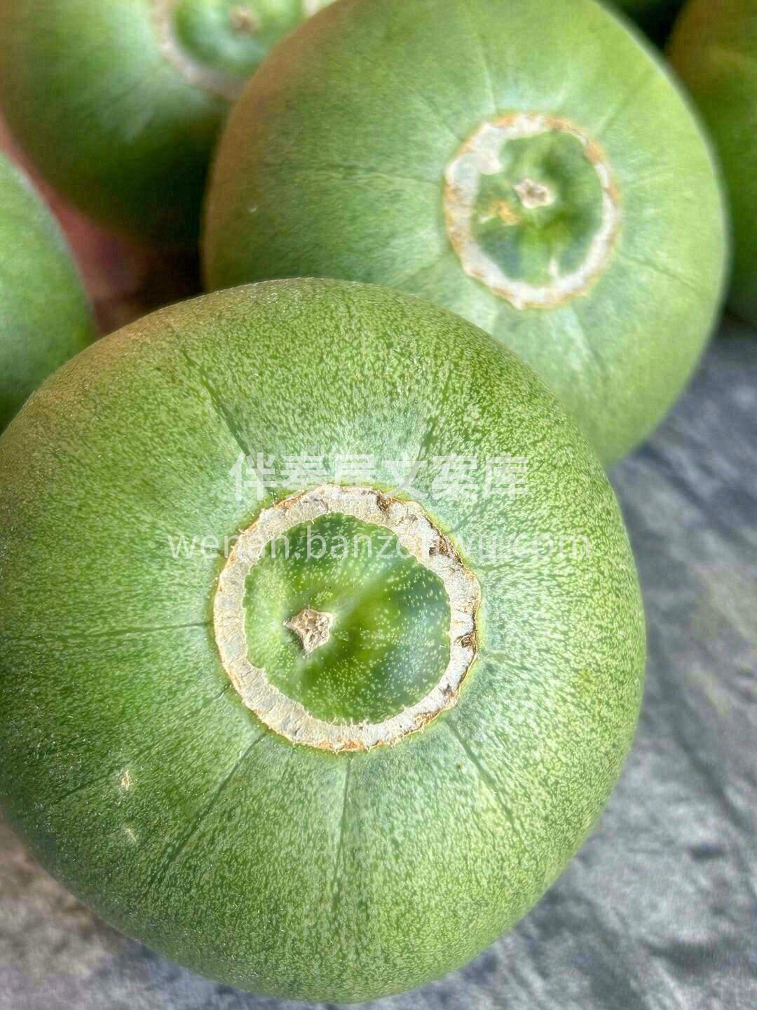 ❣正宗老品种，还是一藤一瓜👍 儿时那种满 配图3