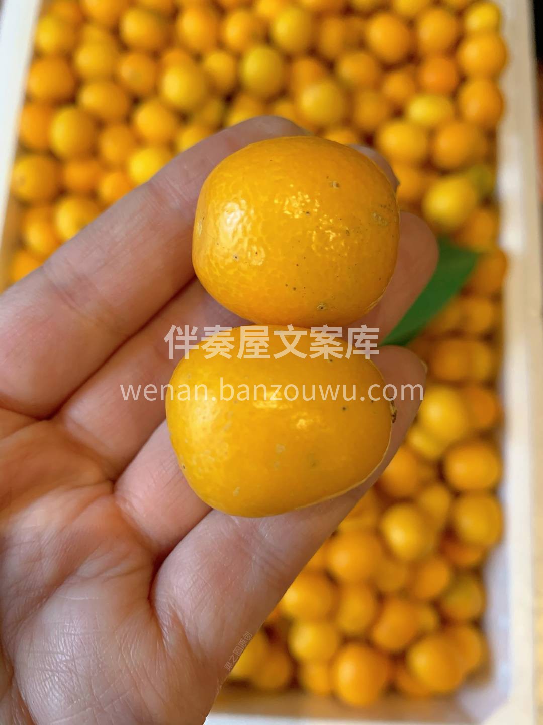🍊黄澄澄的，喜气洋洋 有种吉祥如意，金玉 配图1