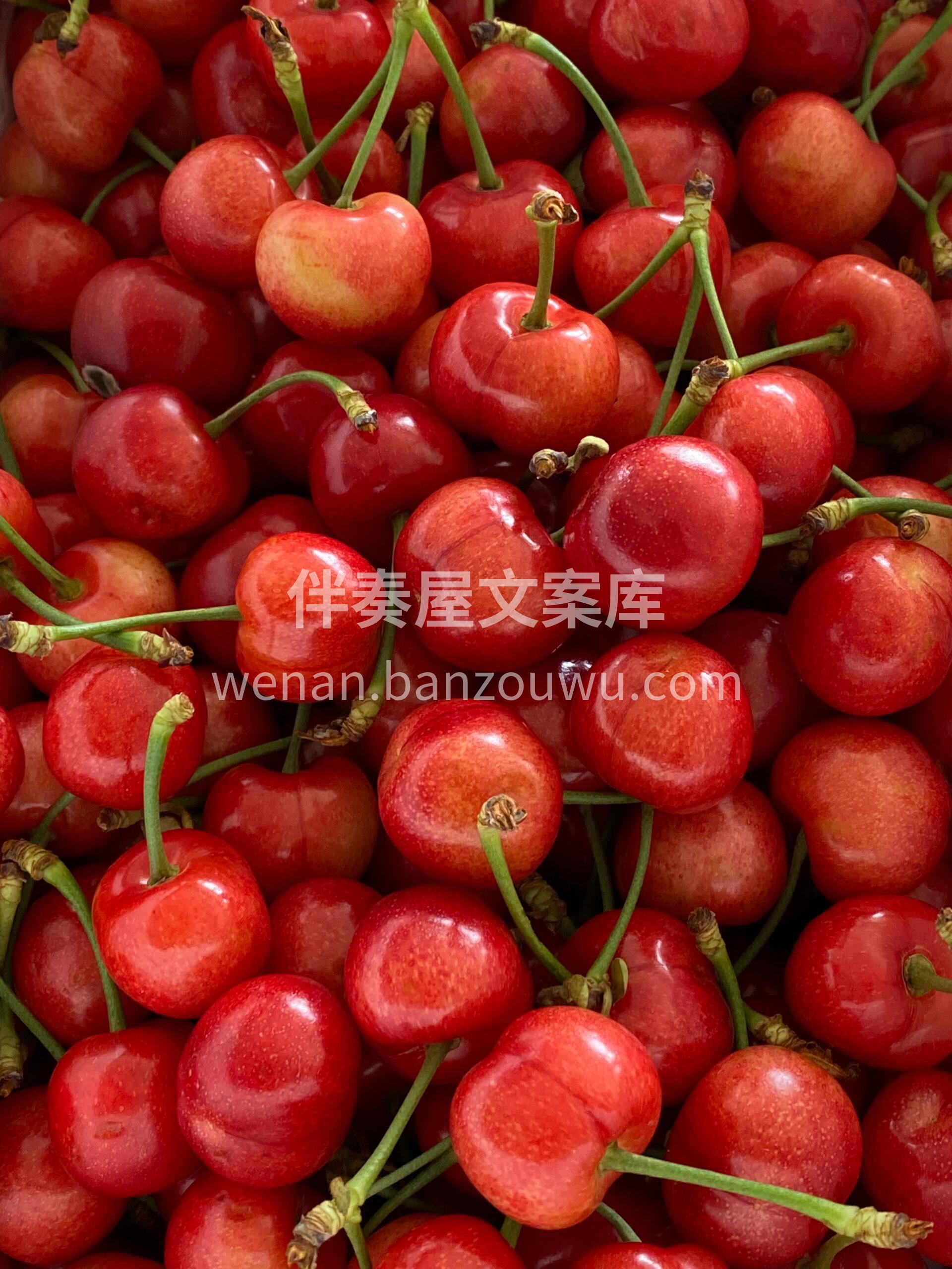 “布鲁克斯”黄樱桃🍒 基地直摘🍃“樱”为 配图1