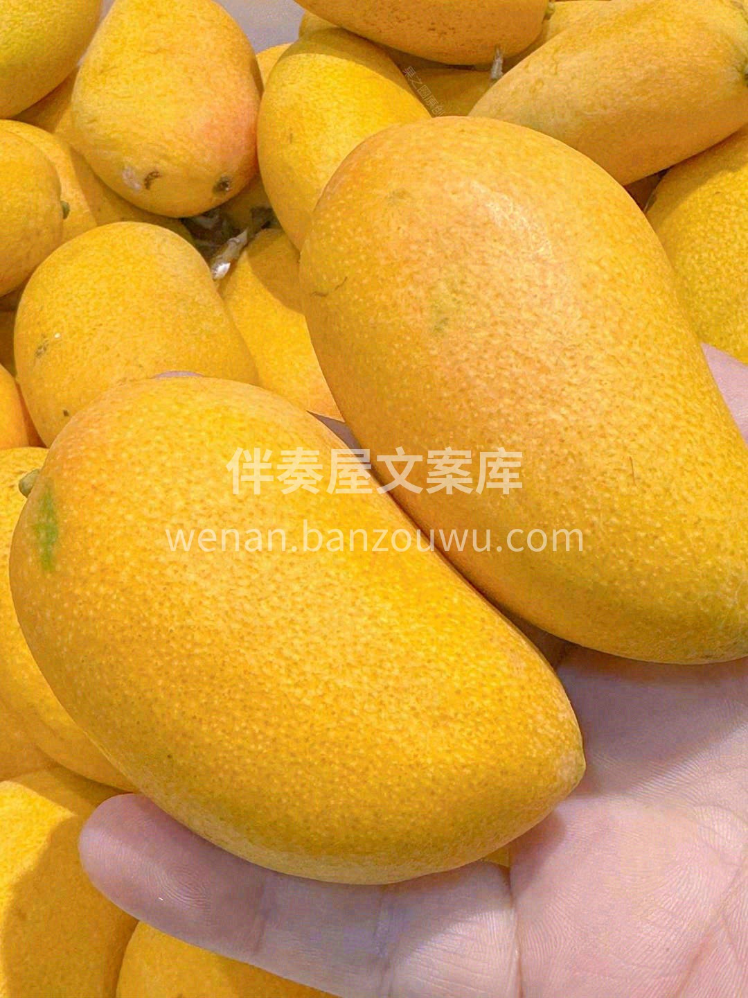 一口一个小台农🥭，极致香甜味多汁🍹 芒果 配图2