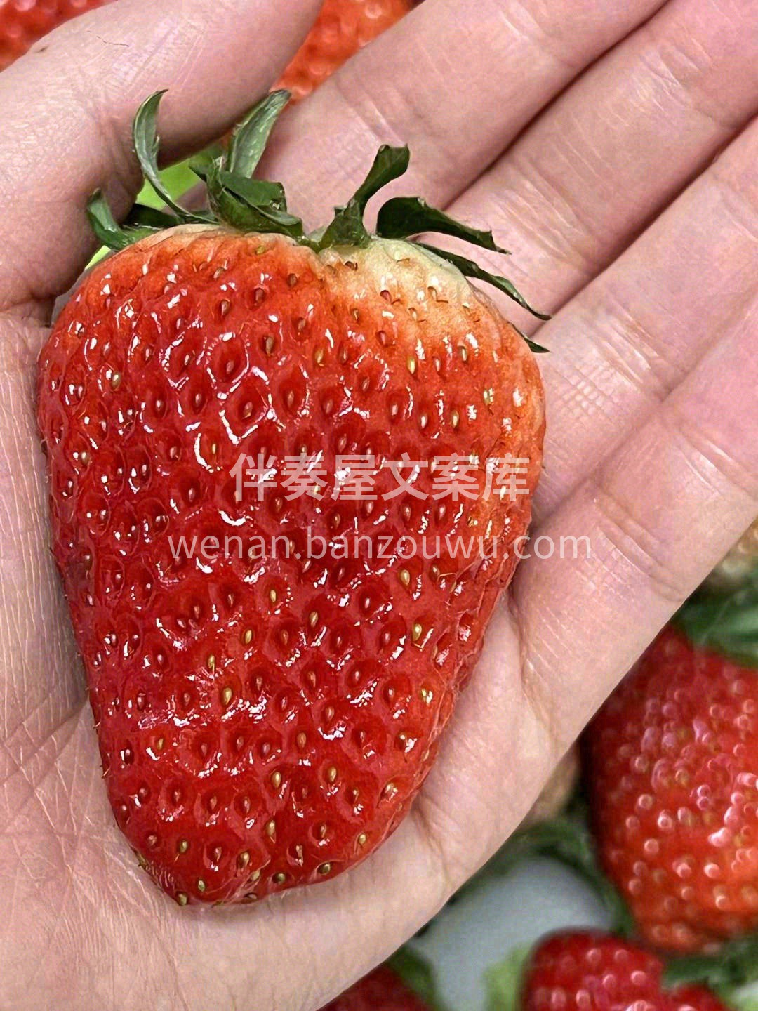 🍓一身颜润如宝石的鲜艳红色🔴 浓郁且舒服 配图1