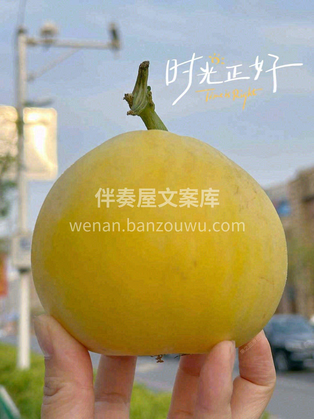 🍈气死白糖、甜过初恋，又绿色健康🌿 闻一 配图3