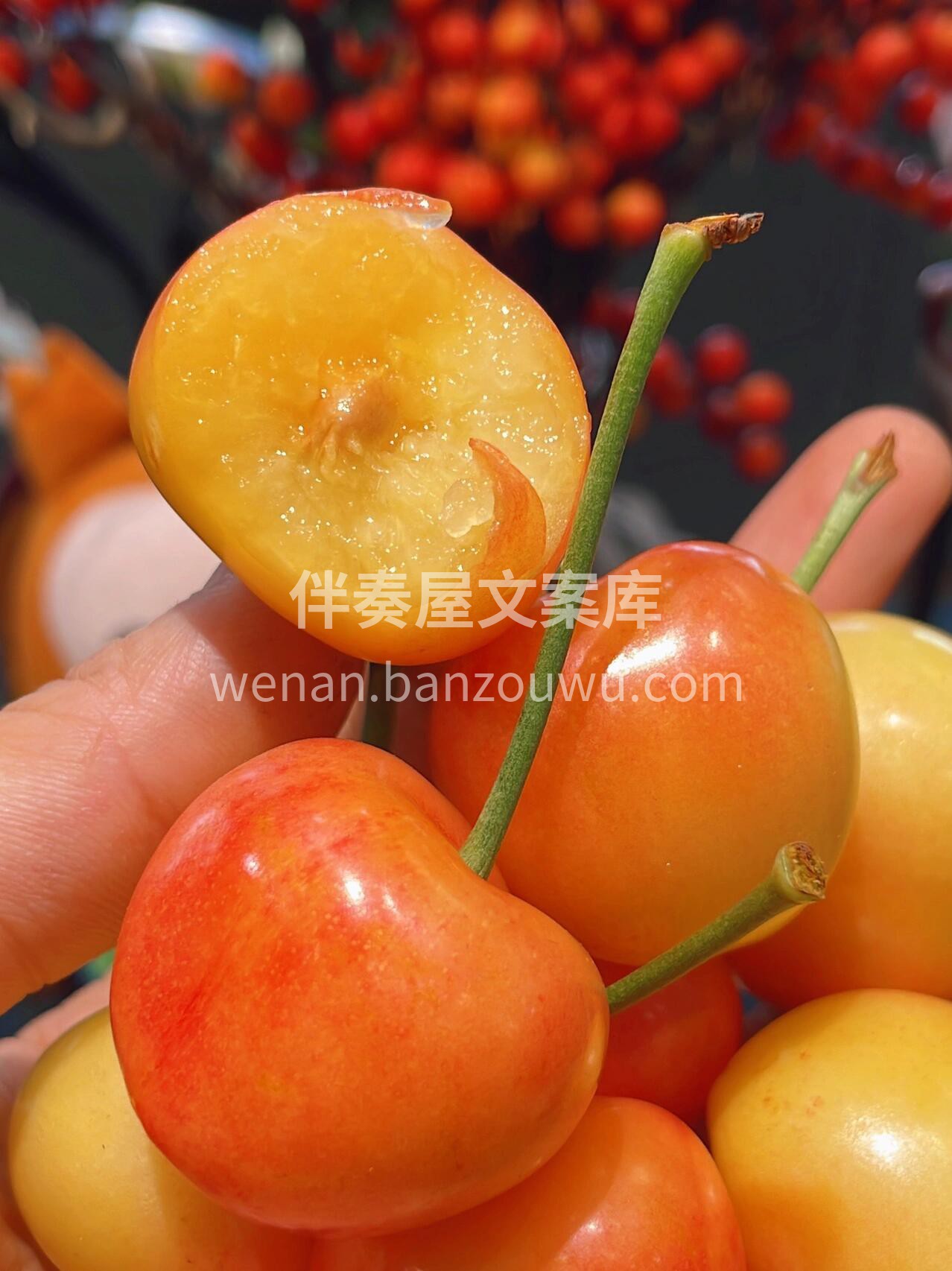 会“脸红”的樱桃，🍒表皮粉嫩得吹弹可破， 配图1
