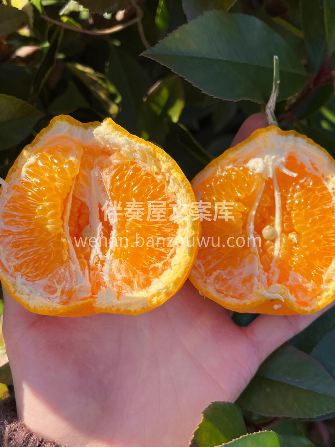 春见耙耙柑🍊 扛得住寒冷，耐得住考验❄️ 配图1