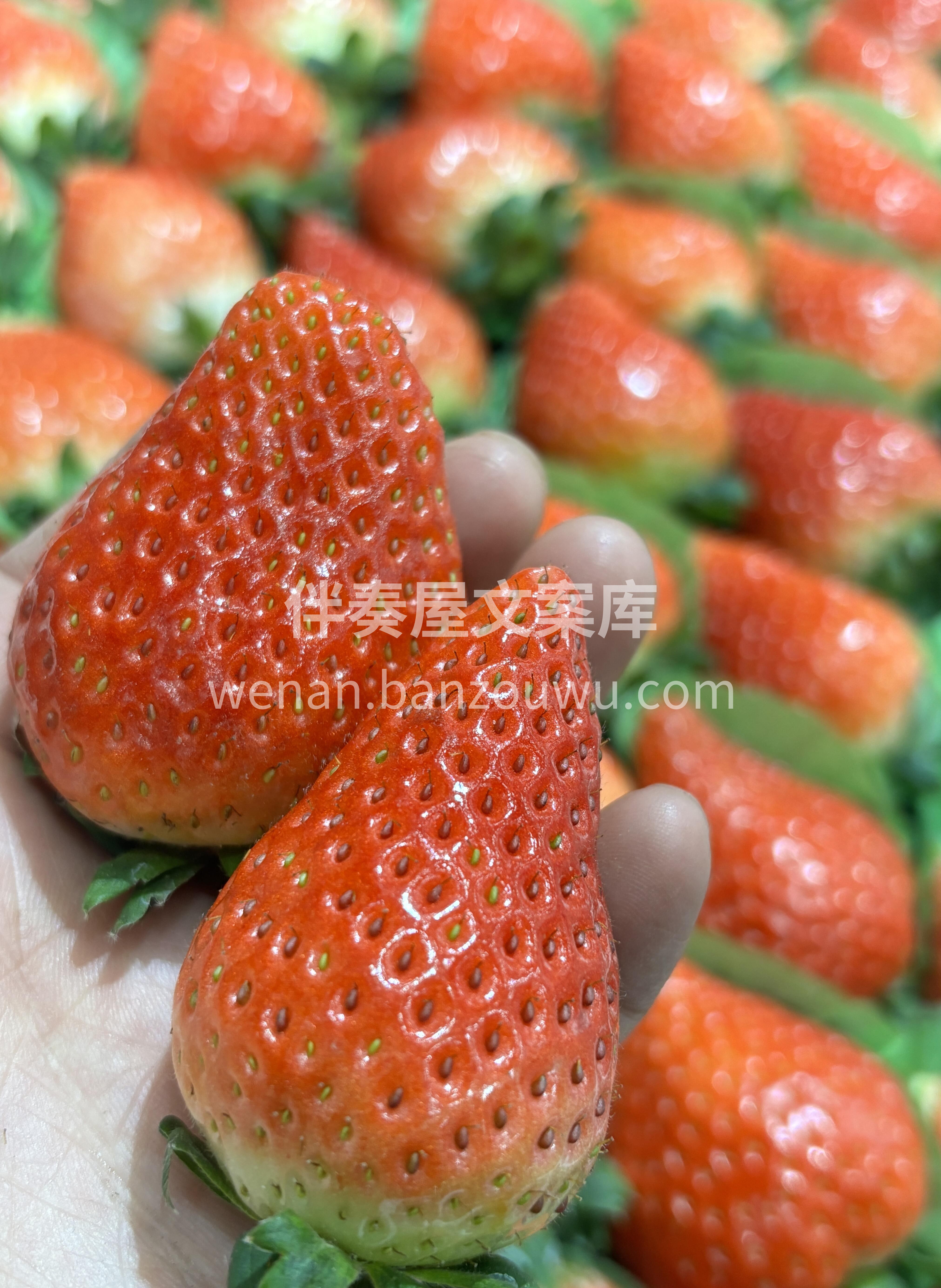 本地奶油草莓来咯🍓 一口下去，又香又甜又 配图2