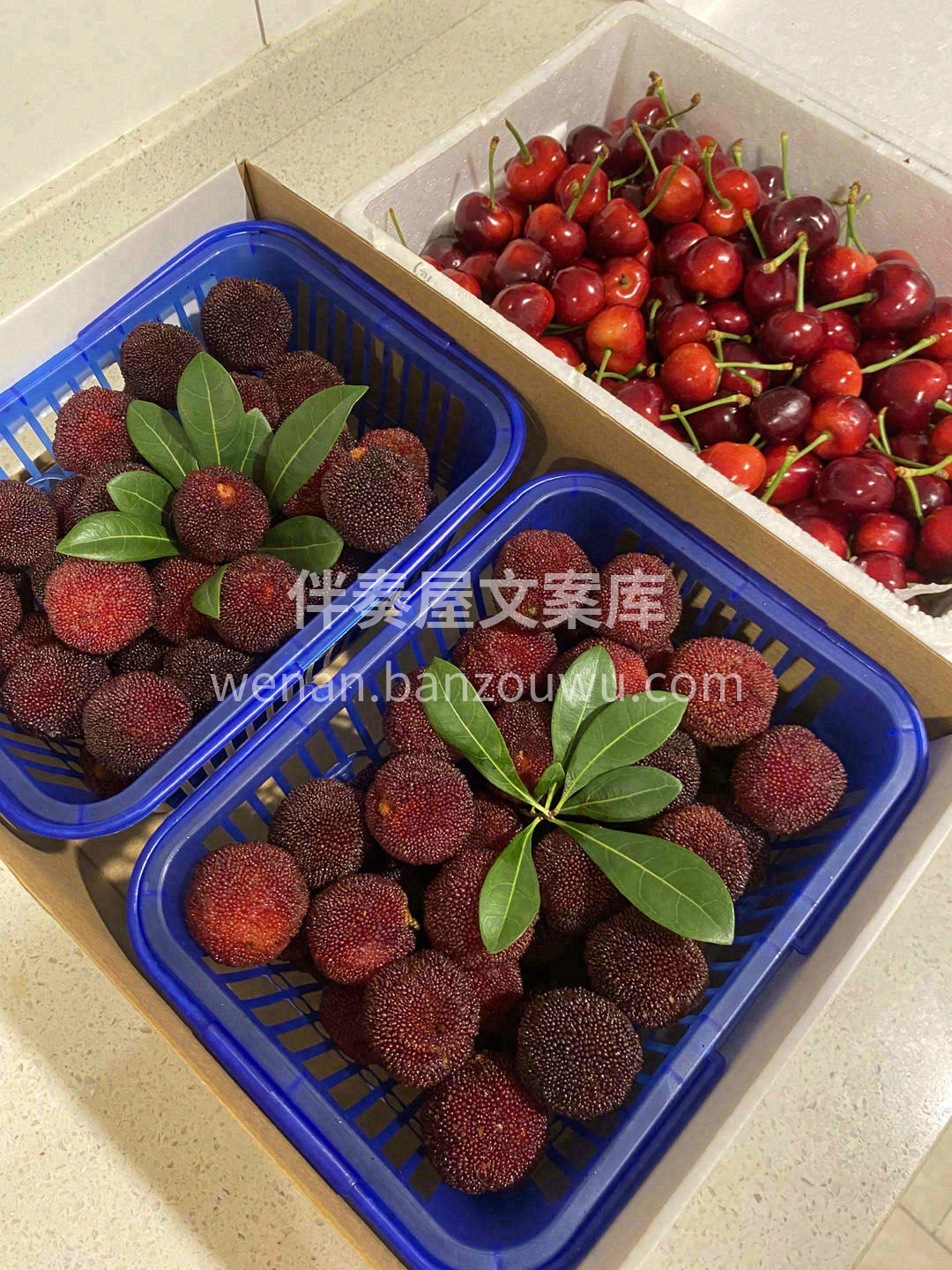 红得发紫、肥得饱满❣️ 牙齿轻轻咬一口👄 配图3