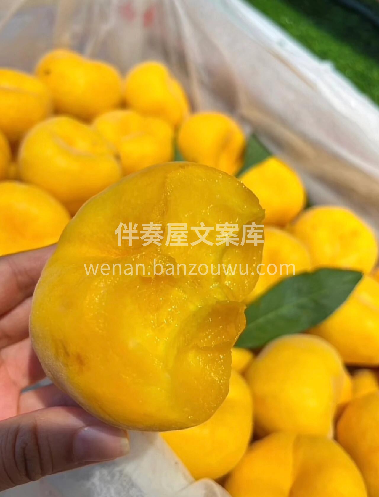 💥新品秒杀🏳️‍🌈黄毛蟠桃黄肉💛不是一般 配图1