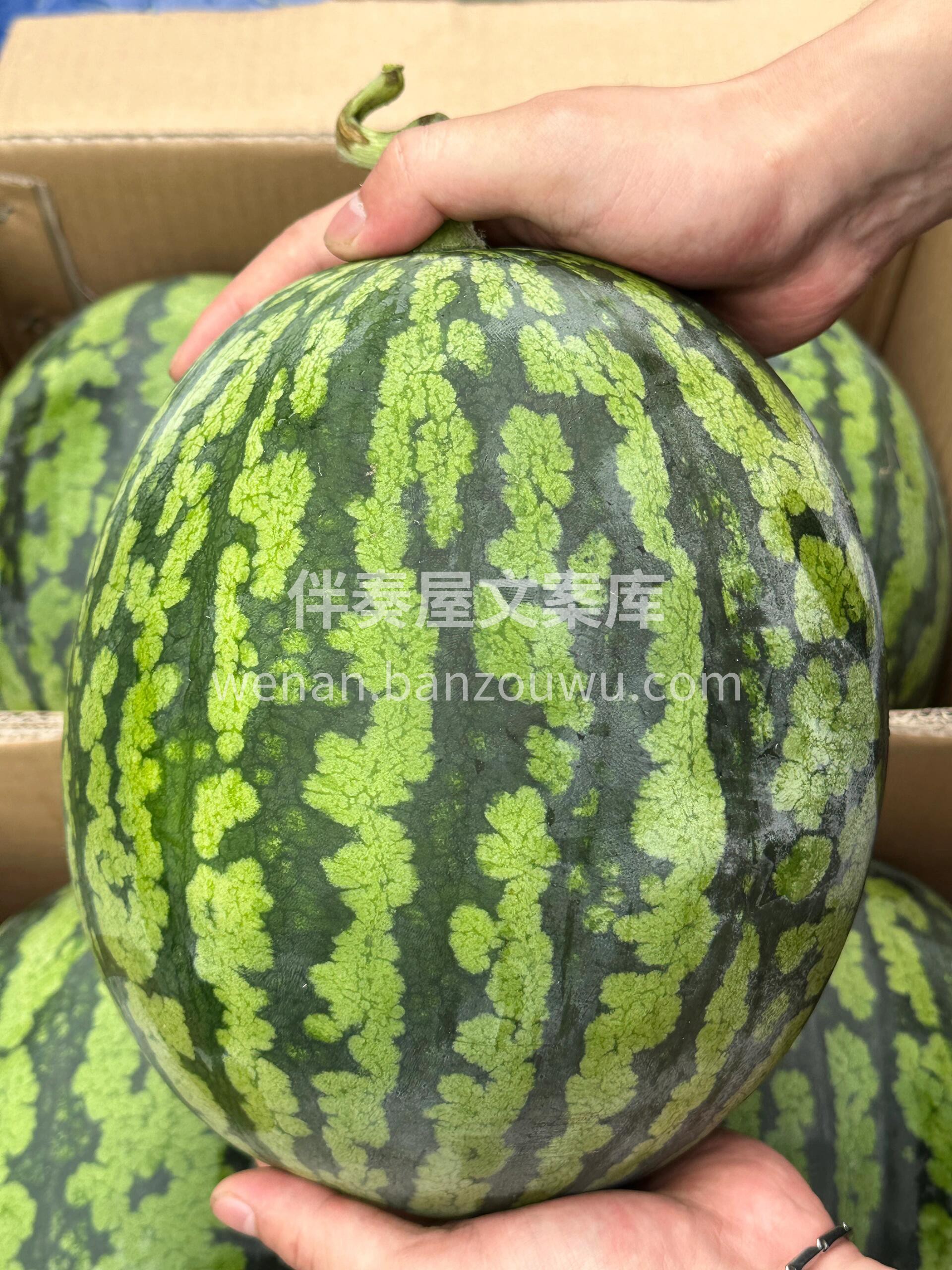 🍉瓜肉粉红，纤维少 一口脆甜，肉多汁💦， 配图3