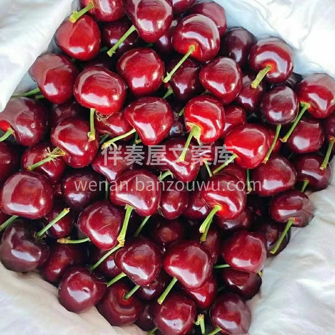 美早樱桃特大果 一食一物🍒，一枝一叶🌱! 配图3