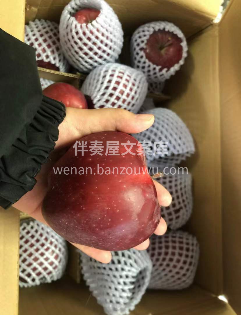 外表高贵透亮！鲜红如朝阳！个头饱满，丰盈 配图1