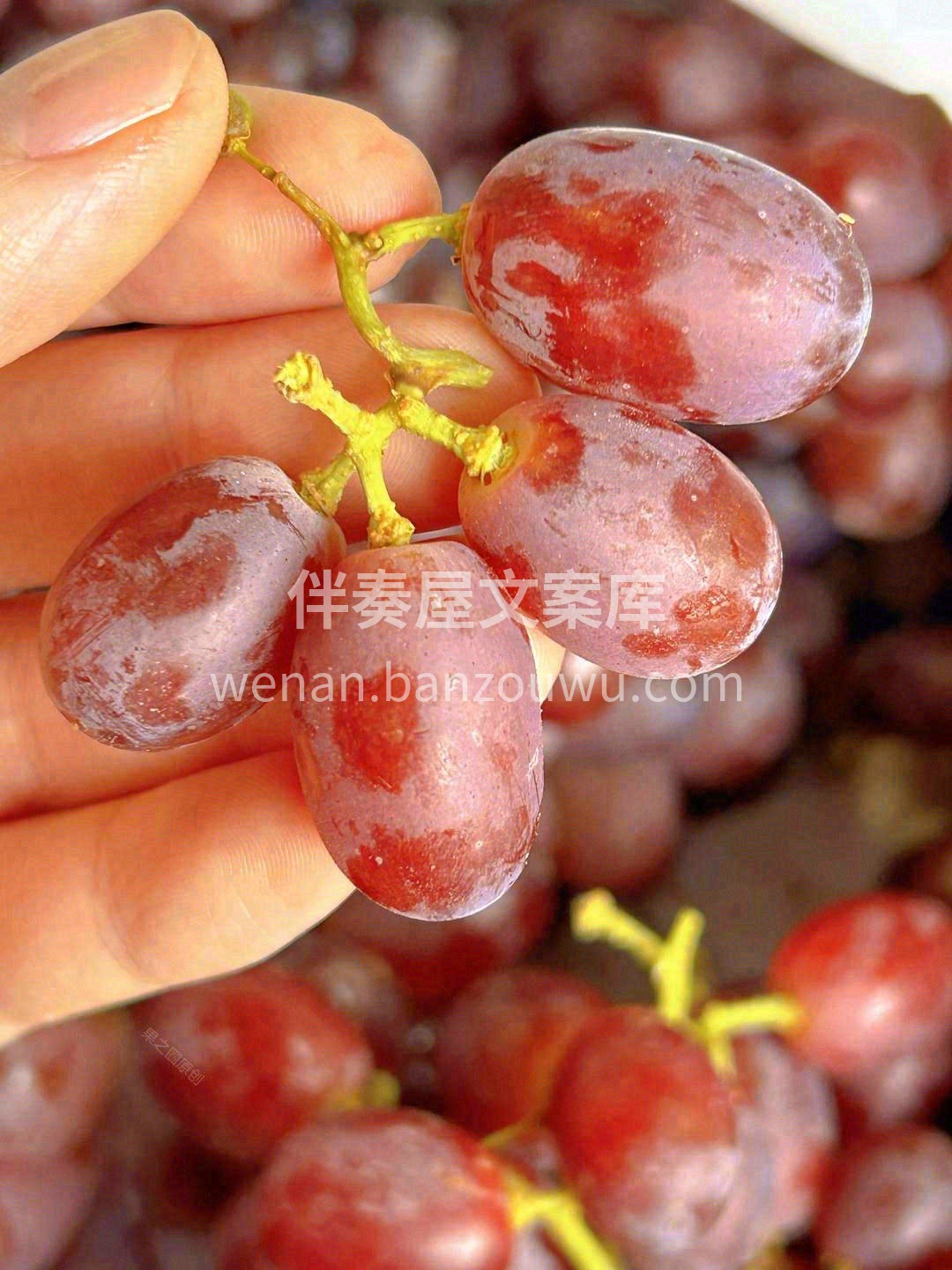 🍇每一颗都像是薄皮爆汁的甜美小果冻，连皮 配图2