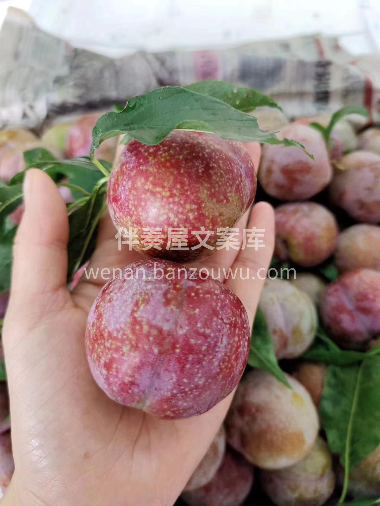 🌸果肉爽脆中带些柔软，柔软中不失硬度💥， 配图1