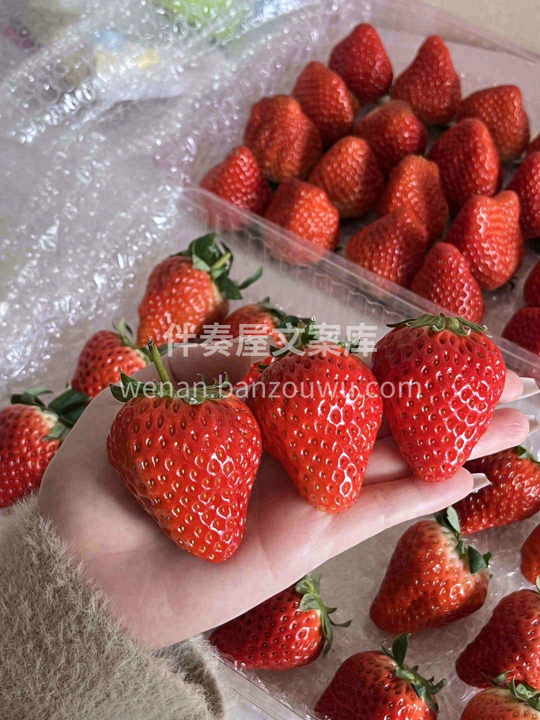 又到了草莓爆甜的季节！🍓🍓 吃过丹东99 配图1