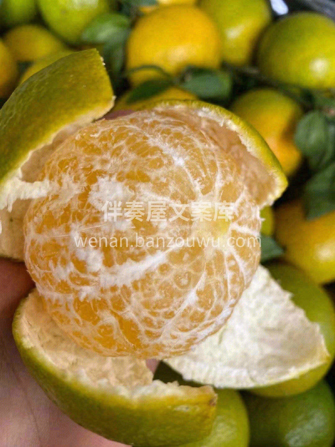 💦汁水丰富，轻轻一捏🍊半个皇帝柑的的汁水 配图2