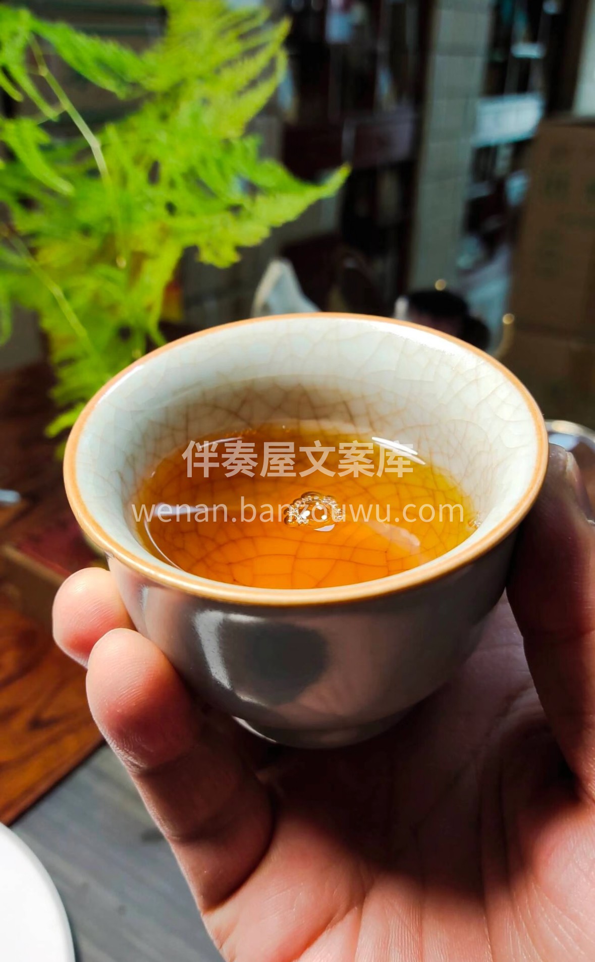 政和工夫·闽北红茶雅韵 桐木关云雾滋养， 配图2