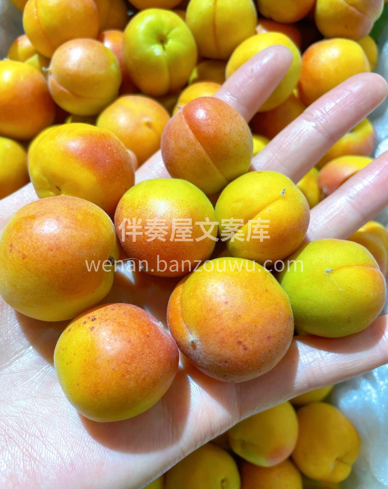 大美新疆吊干杏 国货之光☀️☀️☀️ 现 配图1