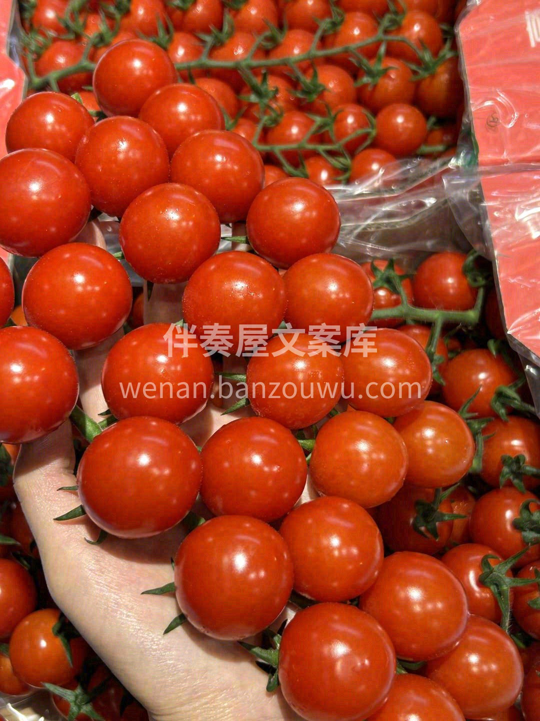 颗颗晶莹，粒粒饱满🍹 🍅一串一串的小番茄 配图2