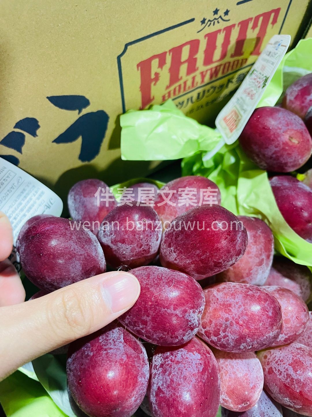 胭脂皇后妃红提👑🍇 每年仅微量登场的天花 配图2