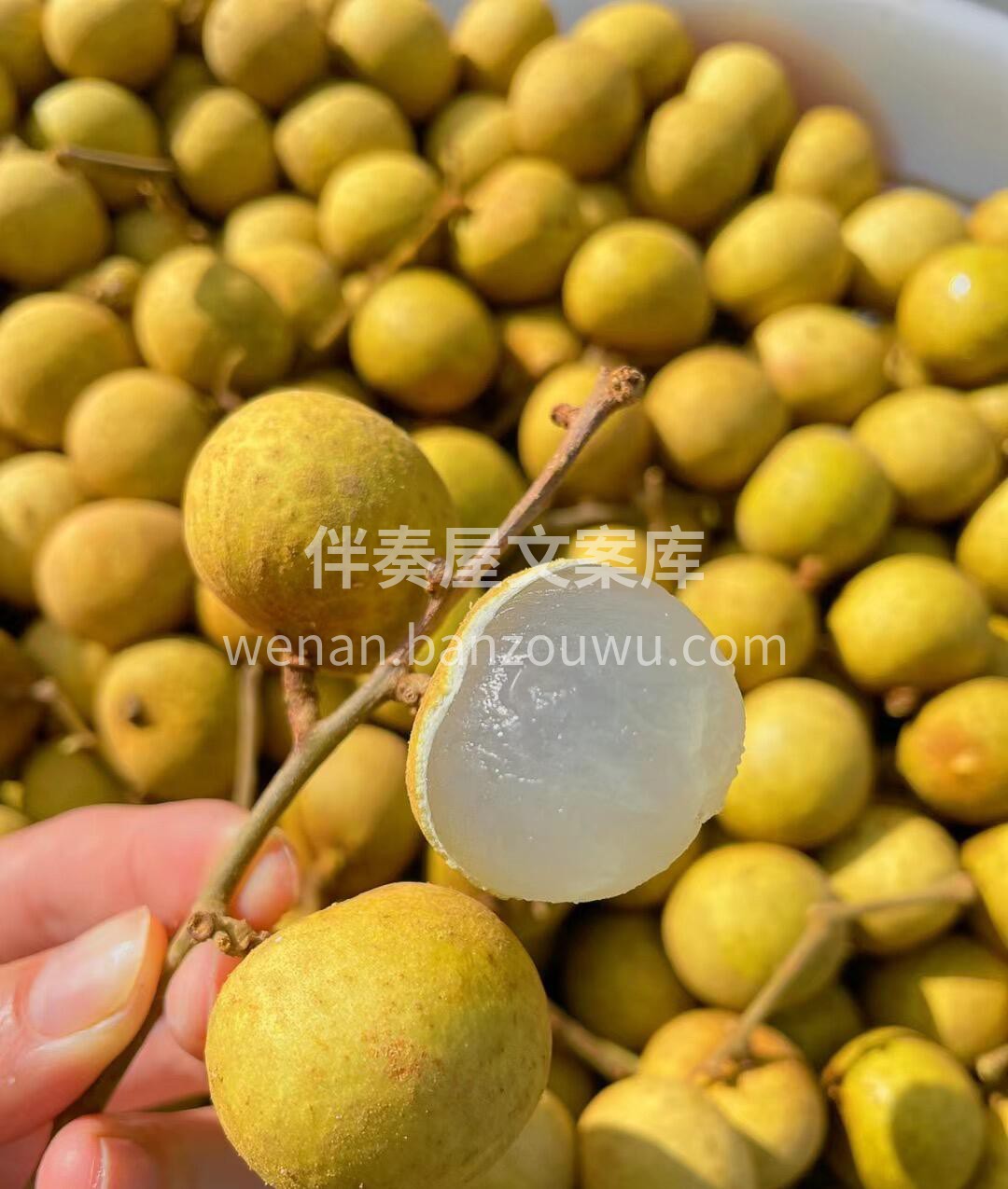 漂亮的龙眼千篇一律，好吃的龙眼万里挑一😋 配图2