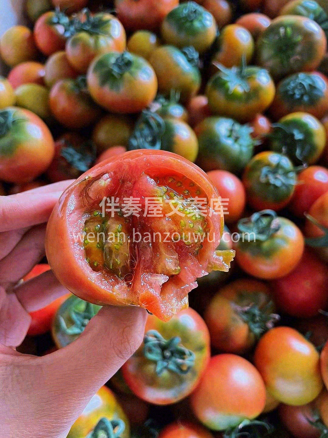 ✨小小一颗草莓柿子，都是满盈的汁水💦 不 配图2