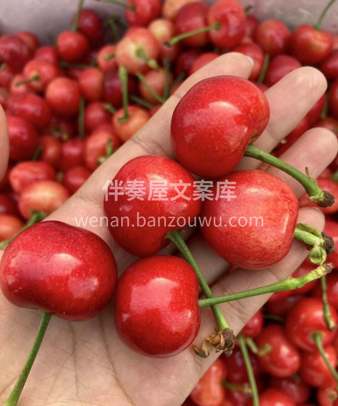 布鲁克斯【🍒樱桃】熟啦✨ 五月第一道美味 配图3